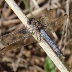 Orthetrum caledonicum (Blue Skimmer) at Felltimber Creek NCR - 26 Jan 2023 by KylieWaldon