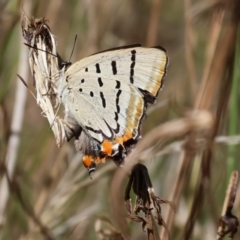 Jalmenus evagoras (Imperial Hairstreak) at Felltimber Creek NCR - 27 Jan 2023 by KylieWaldon