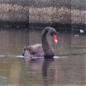 Cygnus atratus at Monash, ACT - 27 Jan 2023 10:25 AM