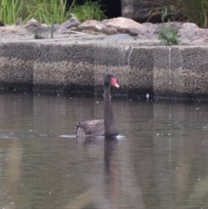 Cygnus atratus at Monash, ACT - 27 Jan 2023 10:25 AM