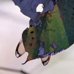 Nymphes myrmeleonoides (Blue eyes lacewing) at Felltimber Creek NCR - 26 Jan 2023 by KylieWaldon