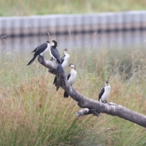 Microcarbo melanoleucos at Monash, ACT - 27 Jan 2023