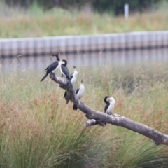 Microcarbo melanoleucos at Monash, ACT - 27 Jan 2023