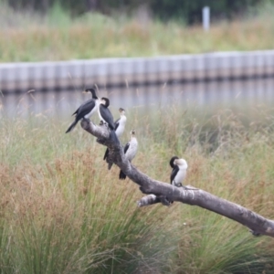 Microcarbo melanoleucos at Monash, ACT - 27 Jan 2023