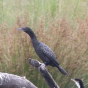 Phalacrocorax sulcirostris at Monash, ACT - 27 Jan 2023