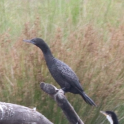 Phalacrocorax sulcirostris (Little Black Cormorant) at Monash, ACT - 27 Jan 2023 by HappyWanderer