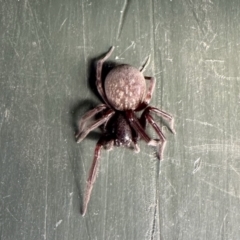 Badumna sp. (genus) (Lattice-web spider) at Aranda, ACT - 26 Jan 2023 by KMcCue