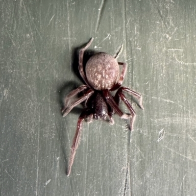 Badumna sp. (genus) (Lattice-web spider) at GG182 - 26 Jan 2023 by KMcCue