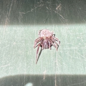 Badumna sp. (genus) at Aranda, ACT - 26 Jan 2023