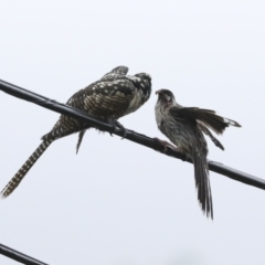 Eudynamys orientalis (Pacific Koel) at Higgins, ACT - 26 Jan 2023 by AlisonMilton