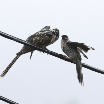 Eudynamys orientalis (Pacific Koel) at Higgins, ACT - 27 Jan 2023 by AlisonMilton