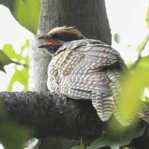 Eudynamys orientalis at Higgins, ACT - 27 Jan 2023