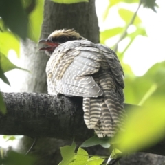 Eudynamys orientalis at Higgins, ACT - 27 Jan 2023