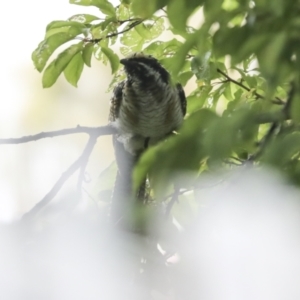 Eudynamys orientalis at Higgins, ACT - 27 Jan 2023 12:26 PM