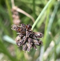 Juncus falcatus at Paddys River, ACT - 21 Jan 2023 02:23 PM