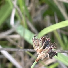 Juncus falcatus at Paddys River, ACT - 21 Jan 2023 02:23 PM