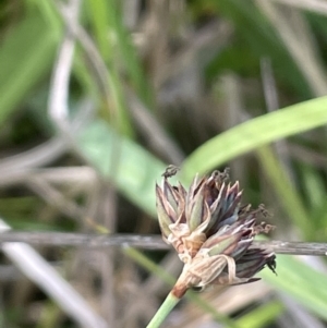 Juncus falcatus at Paddys River, ACT - 21 Jan 2023 02:23 PM