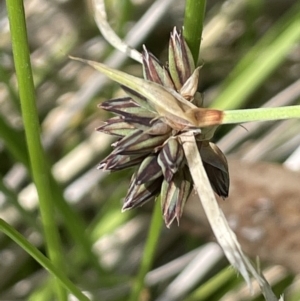 Juncus falcatus at Paddys River, ACT - 21 Jan 2023