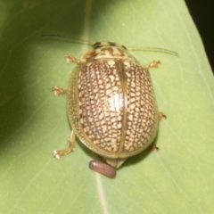 Paropsisterna decolorata (A Eucalyptus leaf beetle) at Hawker, ACT - 26 Jan 2023 by AlisonMilton