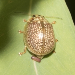 Paropsisterna decolorata (A Eucalyptus leaf beetle) at Hawker, ACT - 25 Jan 2023 by AlisonMilton
