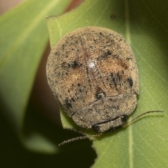 Trachymela sp. (genus) (Brown button beetle) at Scullin, ACT - 25 Jan 2023 by AlisonMilton