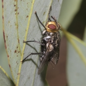 Tachinidae (family) at Higgins, ACT - 12 Jan 2023 03:10 PM