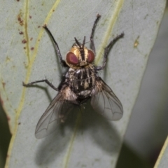 Tachinidae (family) at Higgins, ACT - 12 Jan 2023 03:10 PM