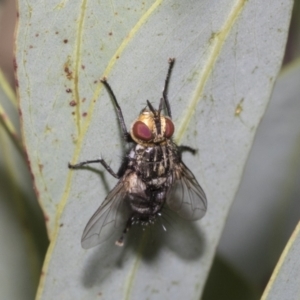 Tachinidae (family) at Higgins, ACT - 12 Jan 2023 03:10 PM