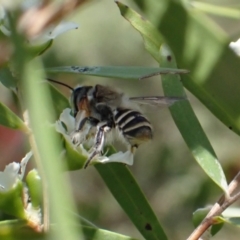 Megachile (Eutricharaea) maculariformis (Gold-tipped leafcutter bee) at Murrumbateman, NSW - 27 Jan 2023 by SimoneC