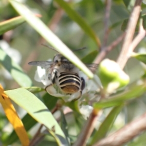 Megachile (Eutricharaea) maculariformis at Murrumbateman, NSW - 27 Jan 2023