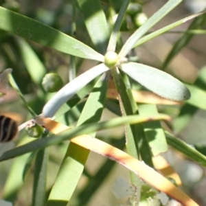 Megachile (Eutricharaea) maculariformis at Murrumbateman, NSW - 27 Jan 2023