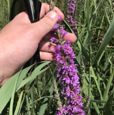 Lythrum salicaria (Purple Loosestrife) at Tidbinbilla Nature Reserve - 2 Jan 2023 by Tapirlord