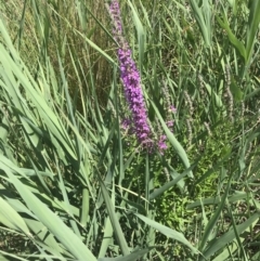 Lythrum salicaria at Paddys River, ACT - 2 Jan 2023