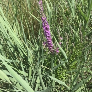 Lythrum salicaria at Paddys River, ACT - 2 Jan 2023 12:24 PM