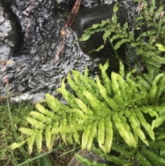 Blechnum minus (Soft Water Fern) at Paddys River, ACT - 2 Jan 2023 by Tapirlord