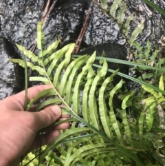 Blechnum minus at Paddys River, ACT - 2 Jan 2023