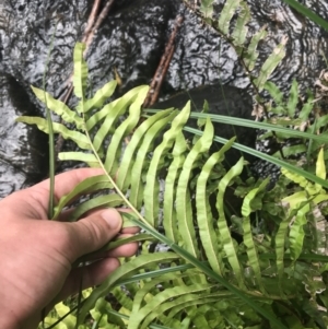 Blechnum minus at Paddys River, ACT - 2 Jan 2023