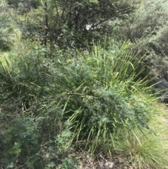 Acacia parramattensis (Parramatta Green Wattle) at Tidbinbilla Nature Reserve - 2 Jan 2023 by Tapirlord