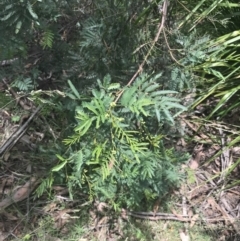 Acacia parramattensis at Paddys River, ACT - 2 Jan 2023