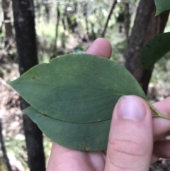 Eucalyptus stellulata (Black Sally) at Tidbinbilla Nature Reserve - 2 Jan 2023 by Tapirlord