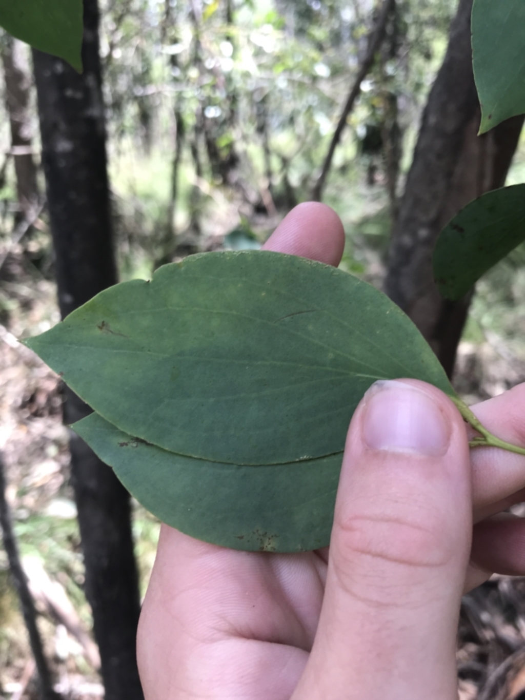 Eucalyptus stellulata at Paddys River, ACT - 2 Jan 2023