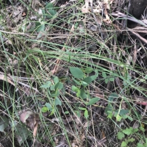 Eucalyptus stellulata at Paddys River, ACT - 2 Jan 2023