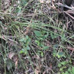 Eucalyptus stellulata at Paddys River, ACT - 2 Jan 2023