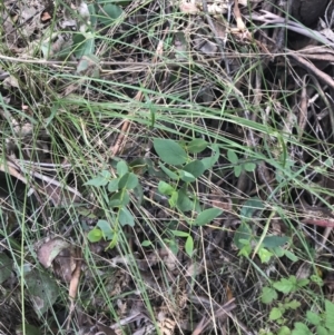 Eucalyptus stellulata at Paddys River, ACT - 2 Jan 2023