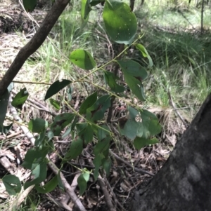 Eucalyptus stellulata at Paddys River, ACT - 2 Jan 2023