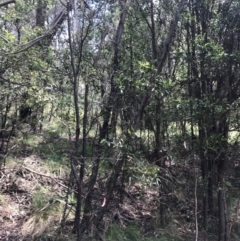 Eucalyptus stellulata at Paddys River, ACT - 2 Jan 2023