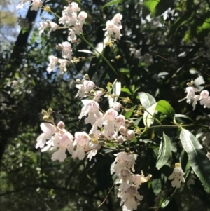 Prostanthera lasianthos at Paddys River, ACT - 2 Jan 2023