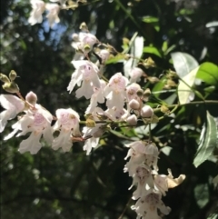 Prostanthera lasianthos at Paddys River, ACT - 2 Jan 2023