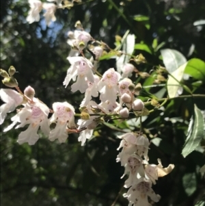 Prostanthera lasianthos at Paddys River, ACT - 2 Jan 2023