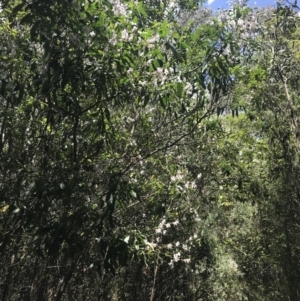 Prostanthera lasianthos at Paddys River, ACT - 2 Jan 2023